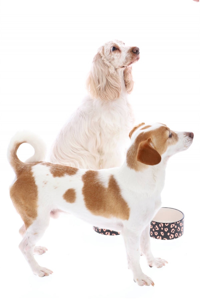 Juicy Couture Pet Set Of 2 Pet Keraaminen Bowls Mustat | JC-SN652305